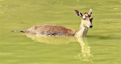 Free Images Nature Lake Animal Wildlife Wild Swim Mammal Rest