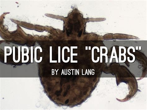 Pubic Lice By 3238784277