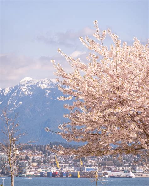 5 Best Places To See Cherry Blossoms In Vancouver Canada Artofit