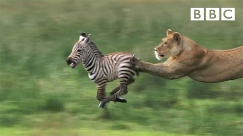 Hd Lioness Hunts Zebra Natures Great Events The Great Migration