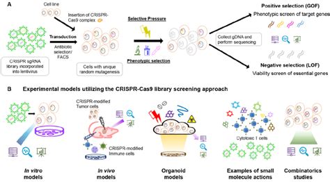 A Schematic Diagram Of The Crispr Cas9 Library Positive And Negative