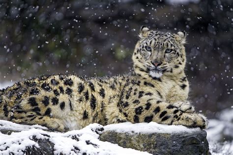 Snow Leopard Wallpapers Top Free Snow Leopard Backgrounds Wallpaperaccess