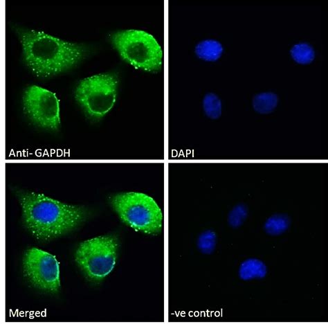 Anti Gapdh Antibody Arg63542 Arigo Biolaboratories