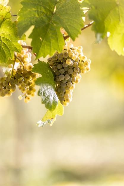 Premium Photo Yellow Bunches Of Rhenish Riesling Grapes In The