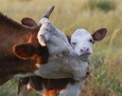 Las Fotos De La Semana Una Vaca Acaricia A Su Cría En