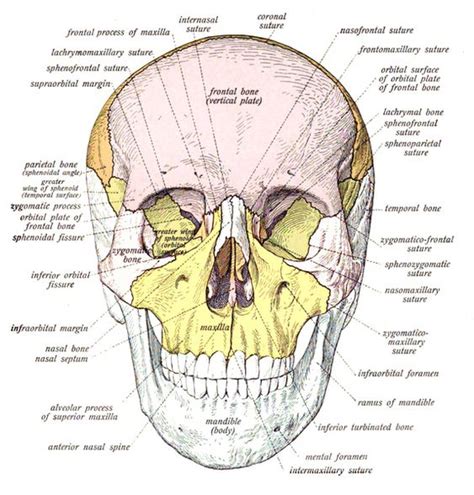 The head and the face together form the skull. The o'jays, Bone jewelry and Forensic anthropology on Pinterest