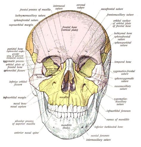 There are 206 bones in human body. The o'jays, Bone jewelry and Forensic anthropology on Pinterest