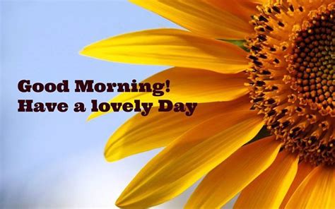 Good Morning Have A Lovely Day Pictures Photos And Images For
