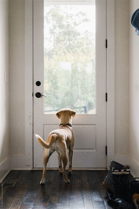 Dog Looking Out Window Waiting For Owner To Come Home By Stocksy