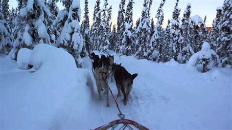 Dog Sledding Eric And Yudith Fairbanks Alaska 30 December 2013