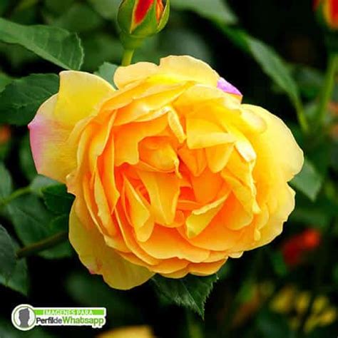 Fotos de bellas rosas para obsequiar y compartir. 🥇🥇 IMÁGENES DE ROSAS HERMOSAS → GRATIS
