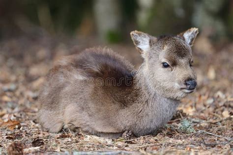 Sika Deer Cervus Nippon Stock Image Image Of Herbivore 141810717