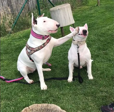 21 Hilarious Pics Of English Bull Terriers Acting Weird Add Yours