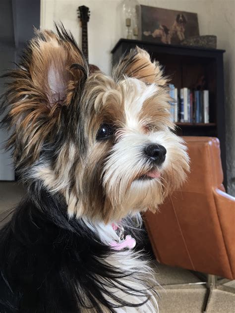 14 Haircut Decisions For Your Yorkshire Terrier Artofit