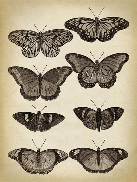 Butterfly Print Butterfly Poster Butterflies Wall Decor Scientific