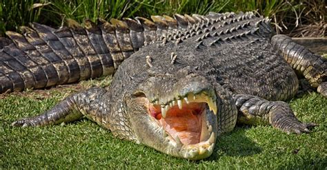 Crocodile Vs Tiger Who Would Win In A Fight A Z Animals