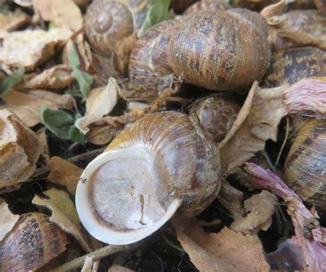 How Snails Move Protecting Themselvs From Desiccation On Land