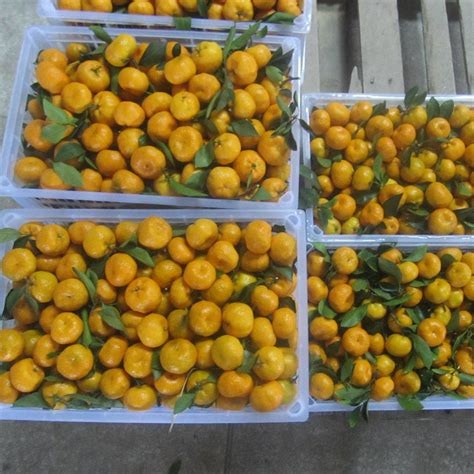Fresh And Sweet Baby Mandarin Orange China Fresh Baby Mandarin Orange