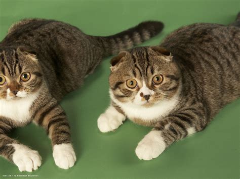 Scottish Fold Cat Wallpapers Top Free Scottish Fold Cat Backgrounds