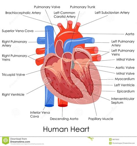 Schematic Diagram Of Human Heart