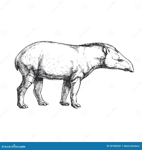 Vector Hand Drawn Illustration Of A Tapir In The Style Of Engraving A