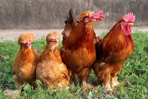 Solved The Mystery Of The Bearded Chickens Boise State Public Radio