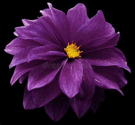 190 Purple Dahlia Flower Black Background Isolated Clipping Path