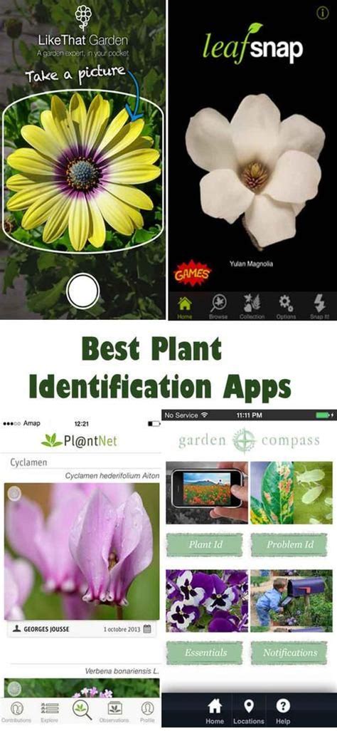 We did not find results for: 14 best images about Plant Identification on Pinterest ...