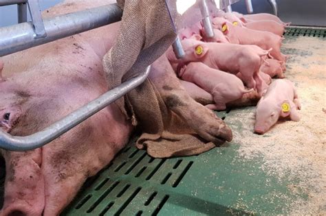 Hormones Essential To Think Of When Feeding Sows Pig Progress