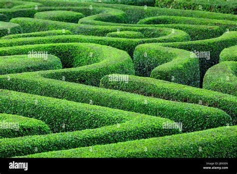 Green Plant Maze Stock Photo Alamy