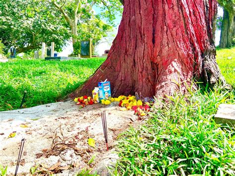 Chua Chu Kang Hindu Cemetery Holy Trees Hinduism Religion And Nature