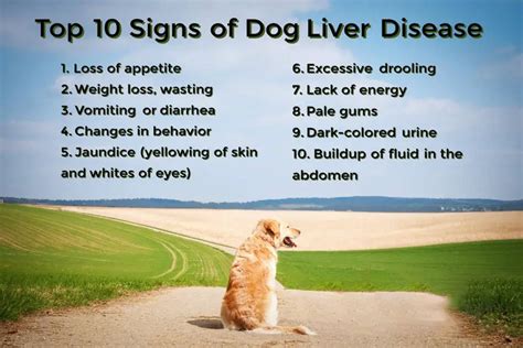 Homemade Dog Food For Liver Disease