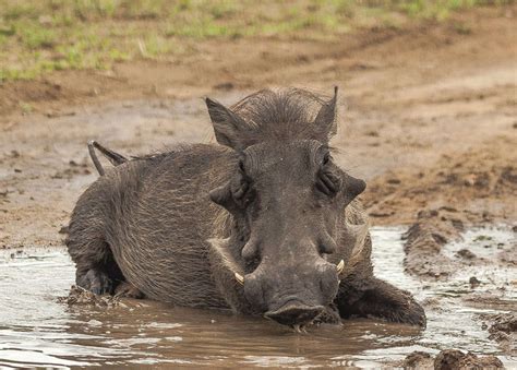 Warthog Facts You Need To Know Africa Geographic