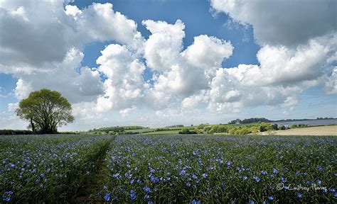 Fields Of Blue Flax And Red Campion Dorset Linseed Field Dorset Uk