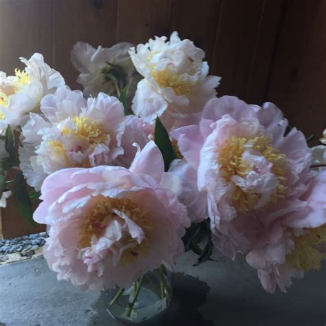 Blush My Love Peonies Peony Farm Peonies Flowers