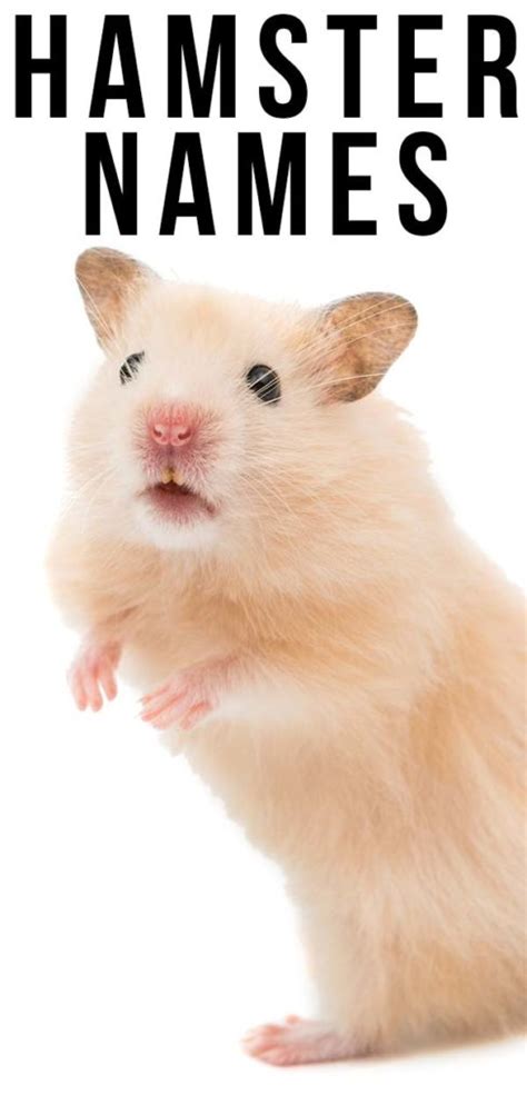 Hamster Names 300 Amazing Ideas For Happy Hamsters
