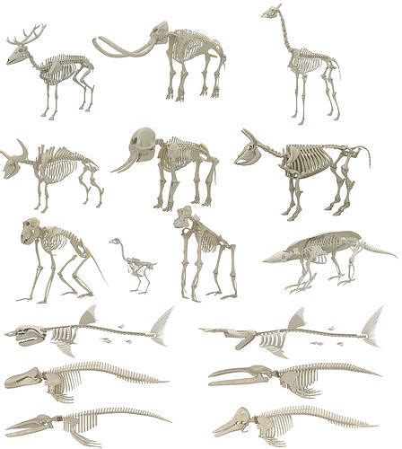 Animal Skeleton Collection 18 In 1 Cgtrader