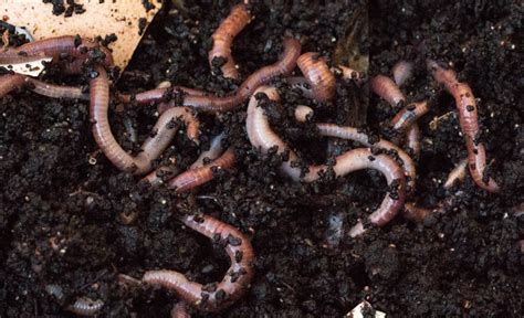 7 Types Of Bad Worms In Garden Soil That You Need To Watch Out For