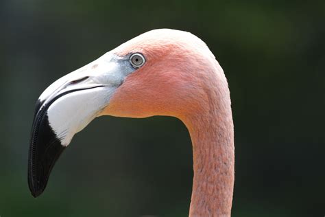 Fotos Gratis Naturaleza Pájaro Ala Fauna Silvestre Pico Tropical