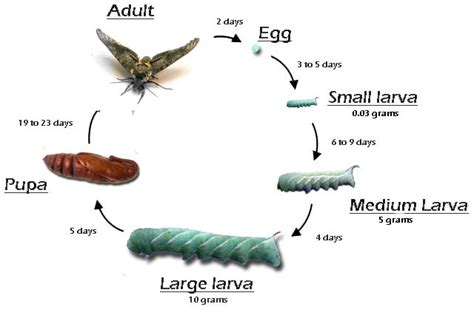 Hornworms Hornworm Tomato Hornworm Insect Life Cycle