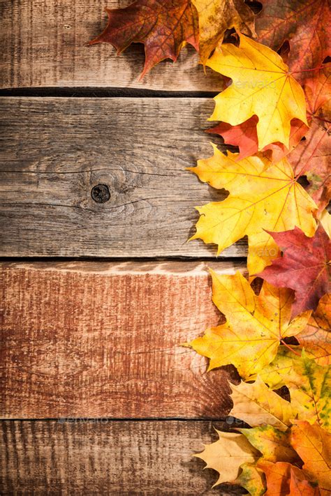 Autumn Background With Maple Leaves Leaf Background Fall Background
