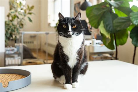 Tuxedo Cat Breed Profile Characteristics And Care