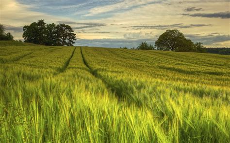 Wallpaper Trees Landscape Food Wheat Grassland Plant Pasture