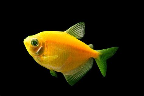 Sunburst Orange Glofish Tetra Tm Regular Size