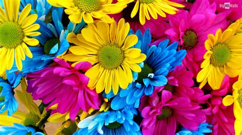 Free Download Displaying 16 Images For Colorful Daisy Flower Wallpaper