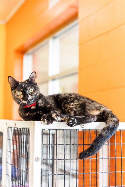 Working Catbarn Cat Program Montgomery Humane Society