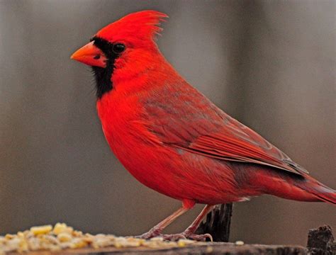 Yana Naumenko On Twitter Ohio Birds Bird Northern Cardinal
