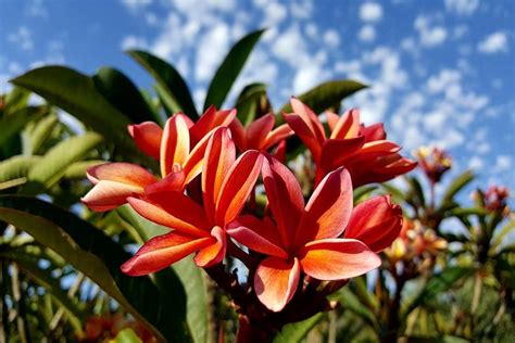 Flower Lovers Come See The Hawaiian Plumeria Festival On Its 19th Year