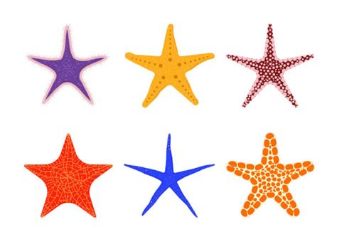 Purple Starfish Illustrations Royalty Free Vector Graphics And Clip Art
