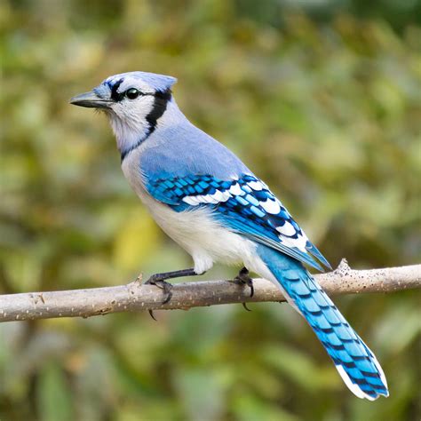 North American Blue Jay Photograph By Jim Hughes Pixels